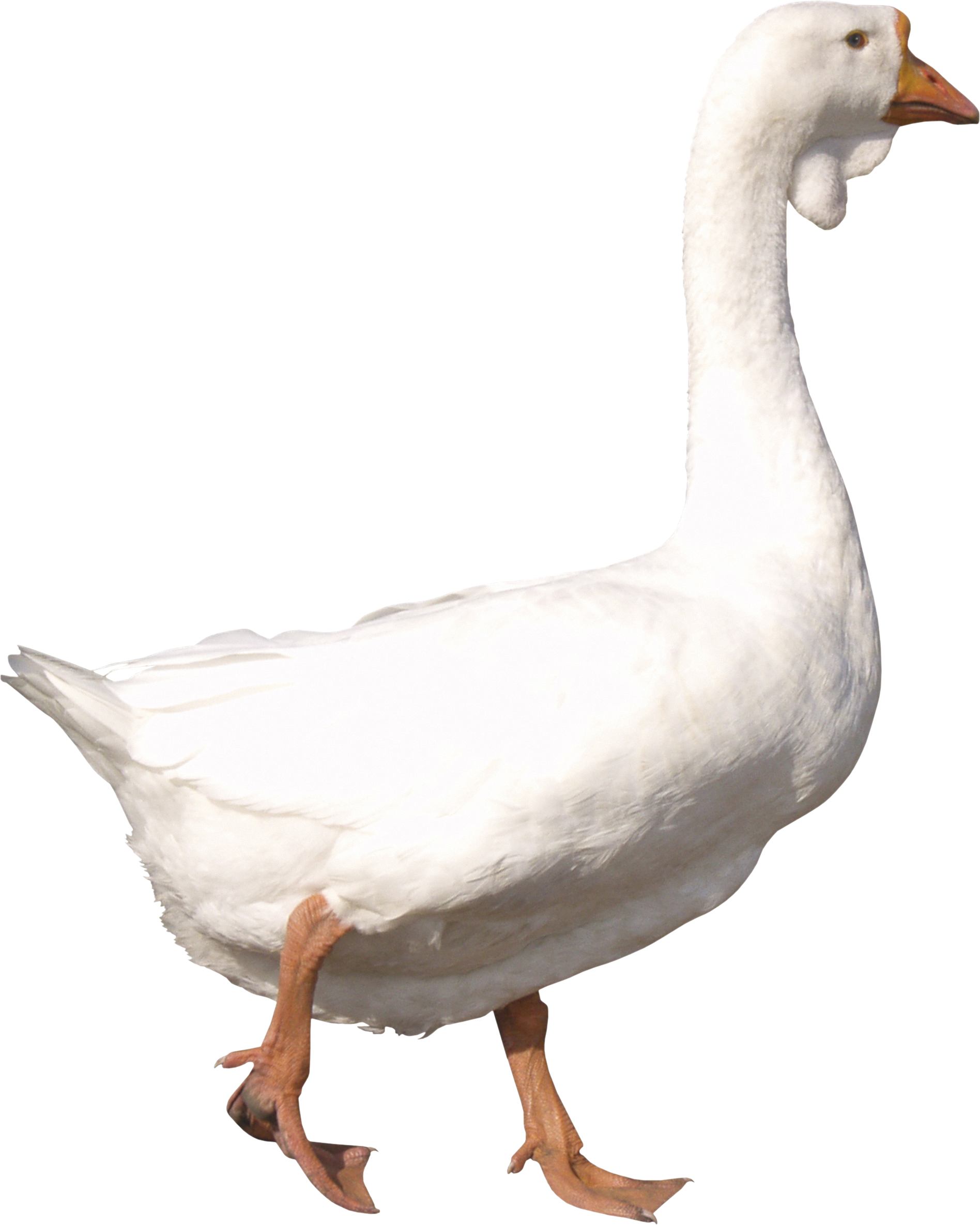 White Goose Standing Transparent Background.png