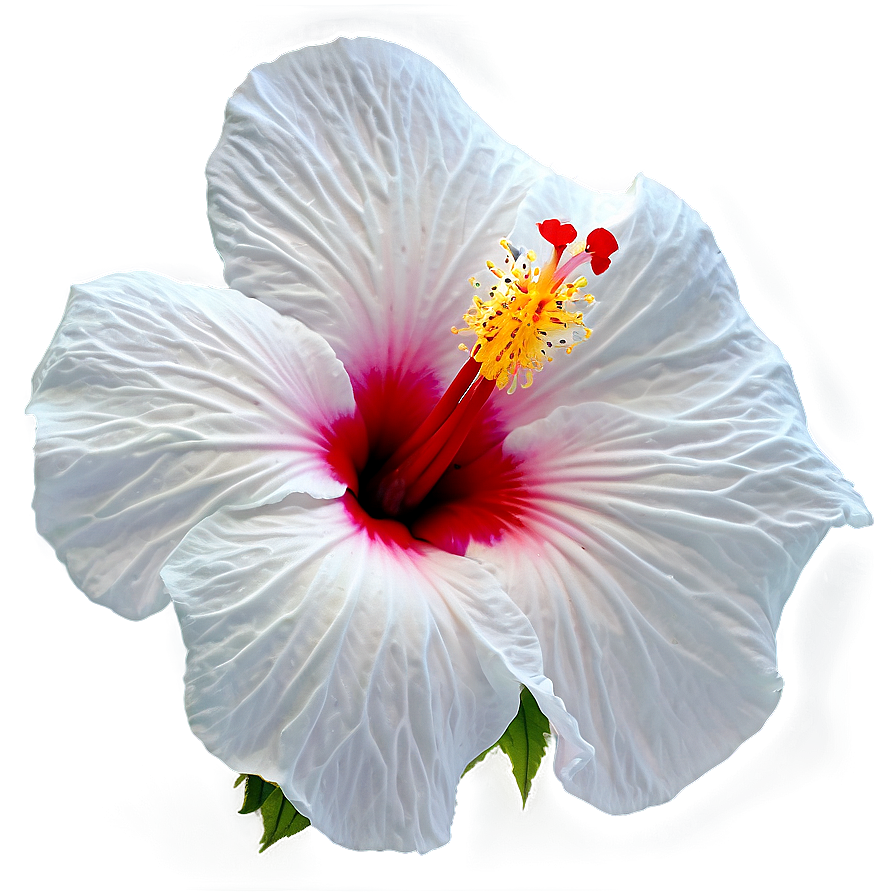 White Hibiscus Png 54