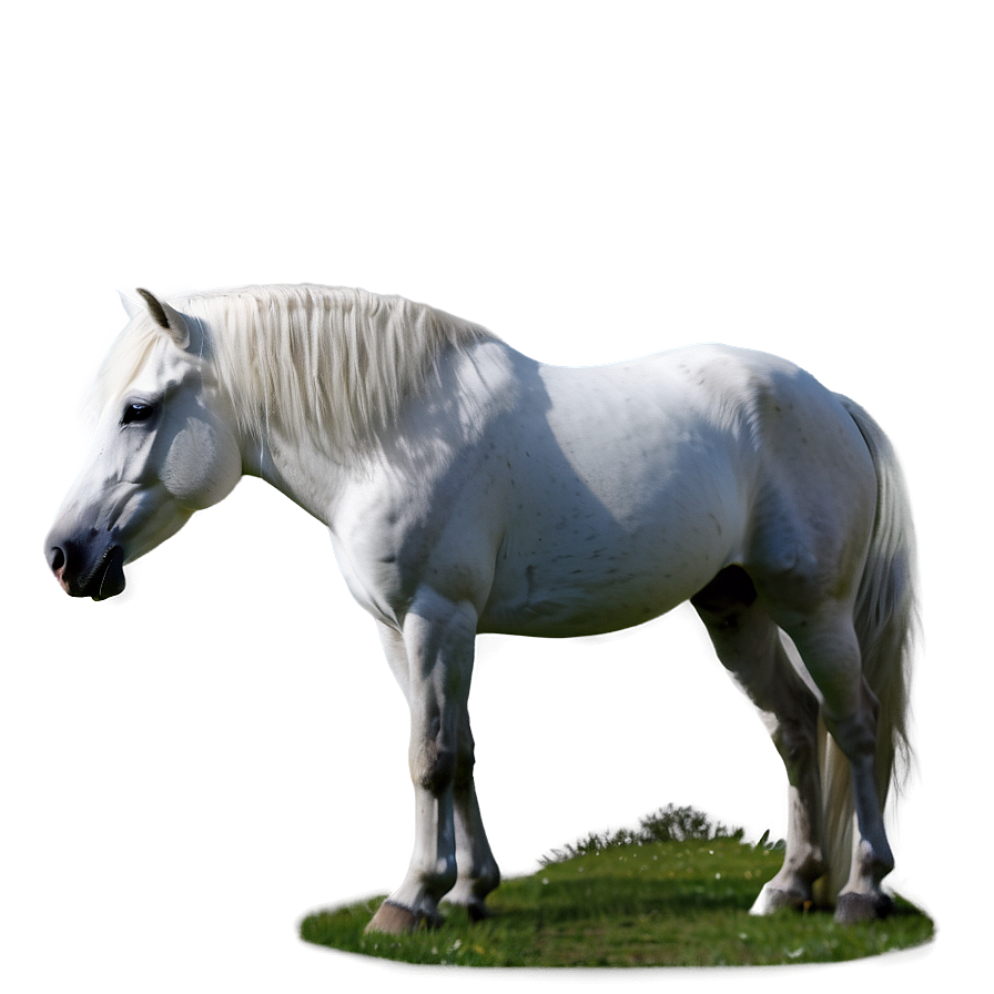 White Horse Png Phe