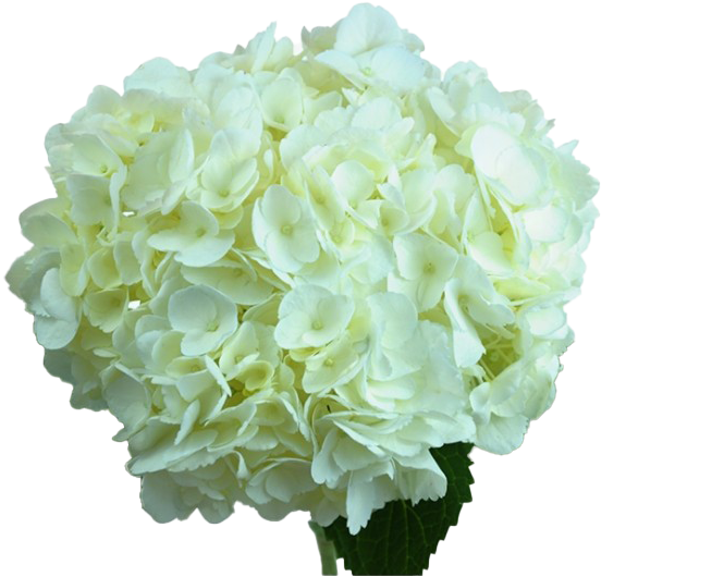 White Hydrangea Bloom