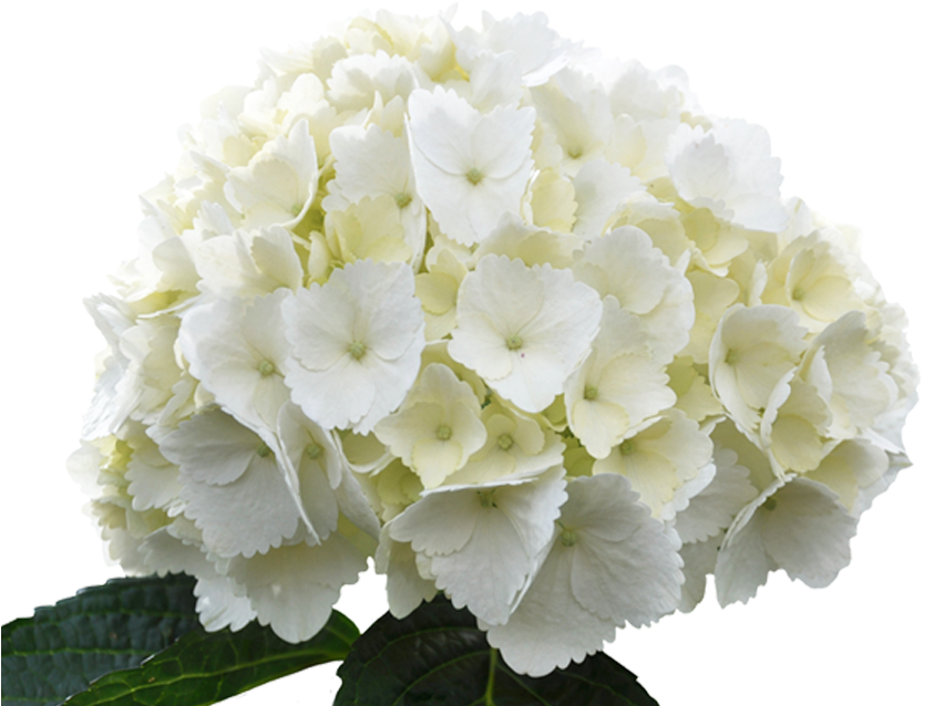 White Hydrangeas Png, Transparent Png PNG with transparent background