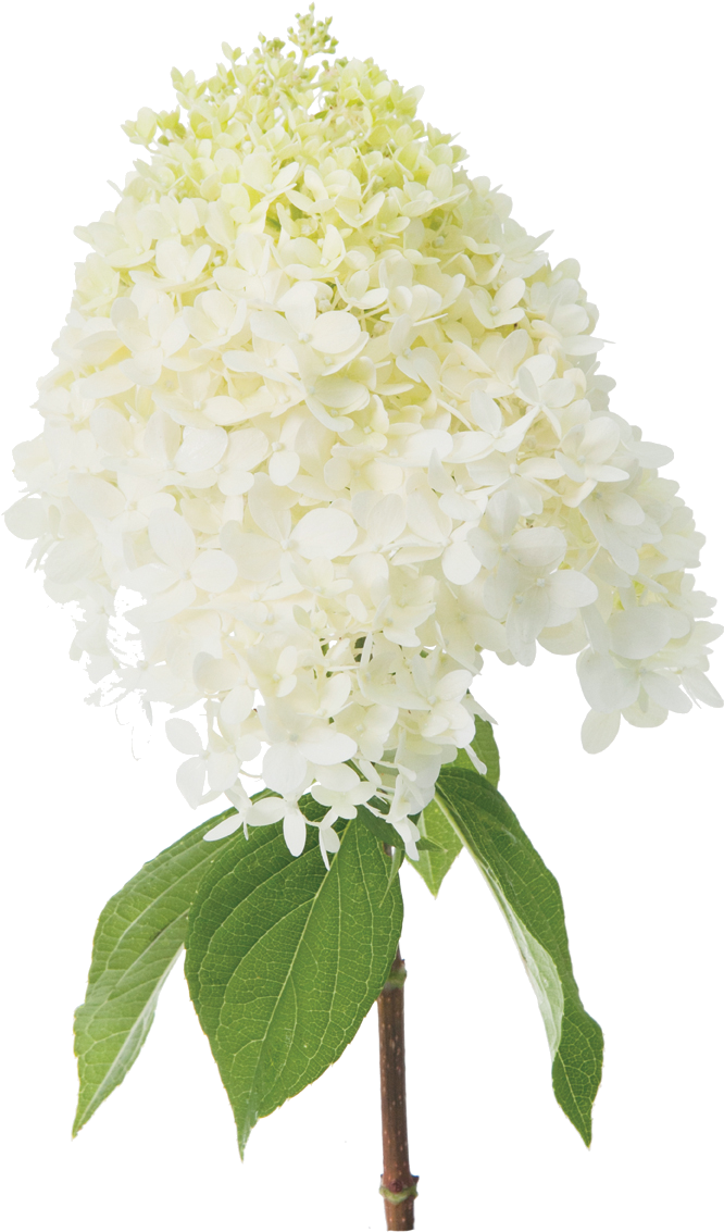 Panicle Hydrangeas - Limelight Hydrangea Cut Flower, HD Png Download PNG with transparent background