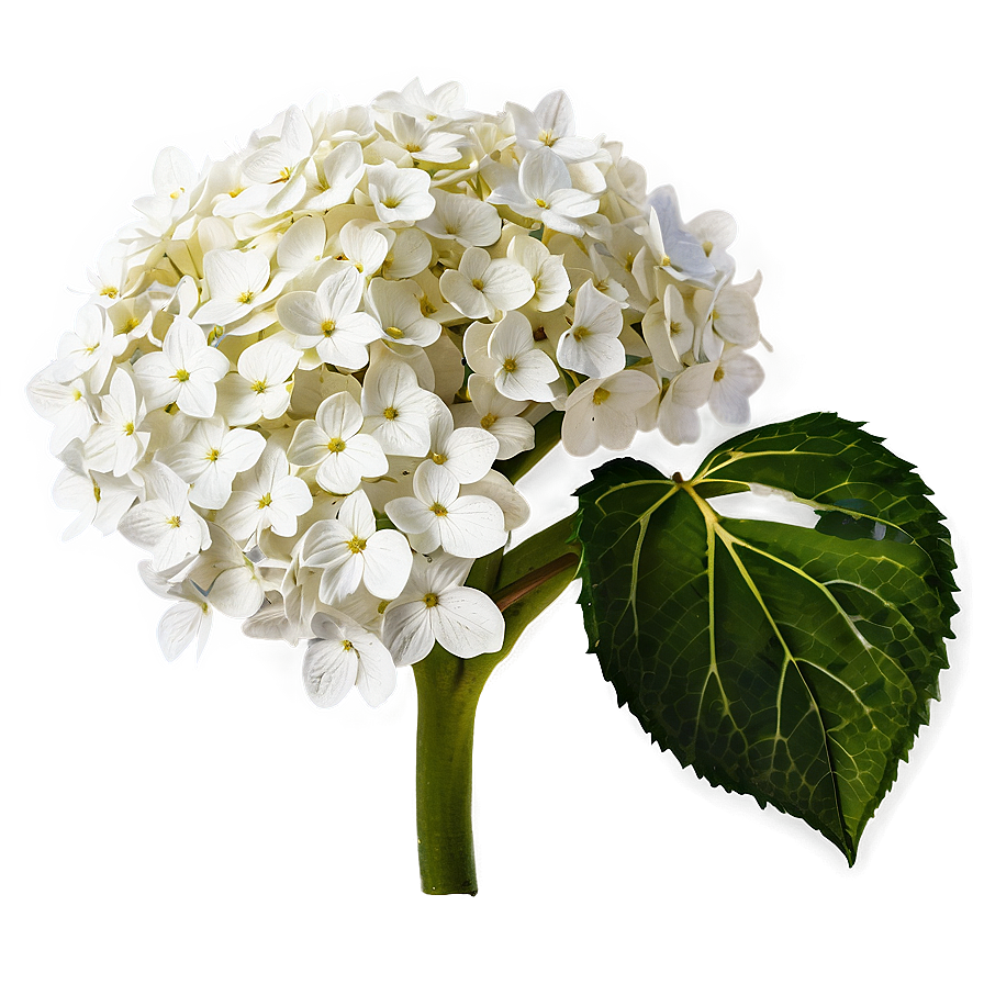 White Hydrangea Png 05242024