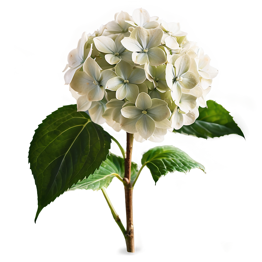 White Hydrangea Png 39