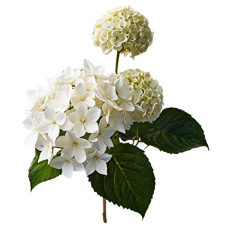 White Hydrangeas Flowers Png 5