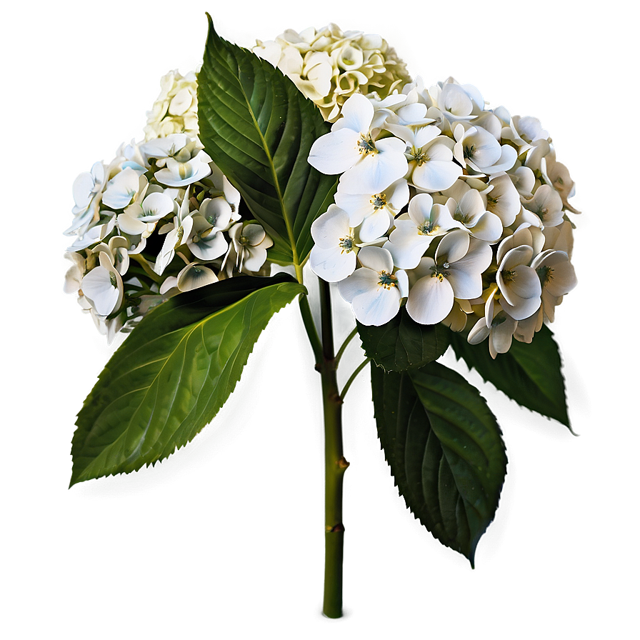 White Hydrangeas Flowers Png 97