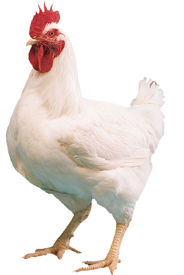 White Leghorn Rooster Standing