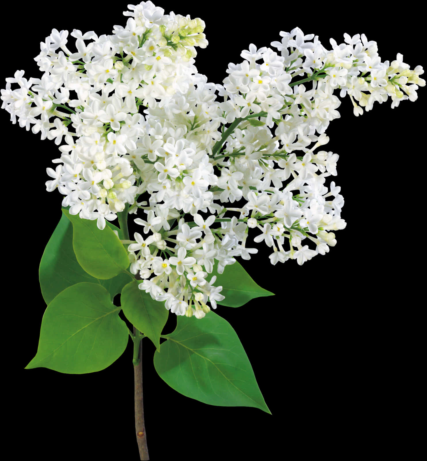 White Lilac Blossoms Black Background