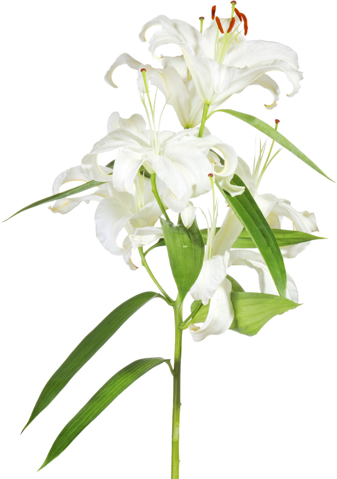 White Lily Flower Transparent Background