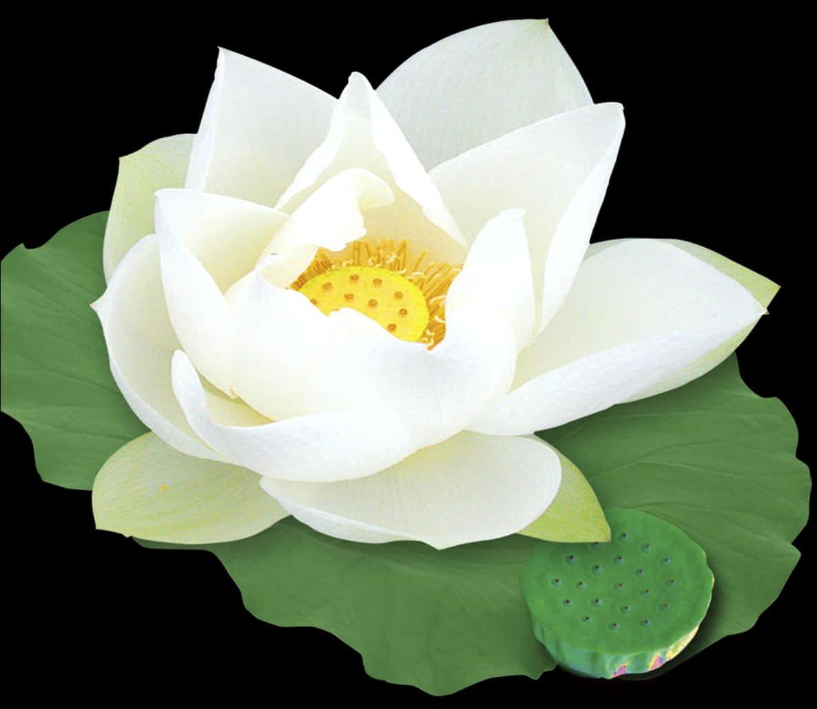 White Lotus Bloomand Seed Pod