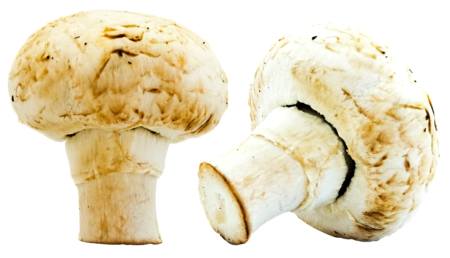 White Mushrooms Isolated Background PNG with transparent background