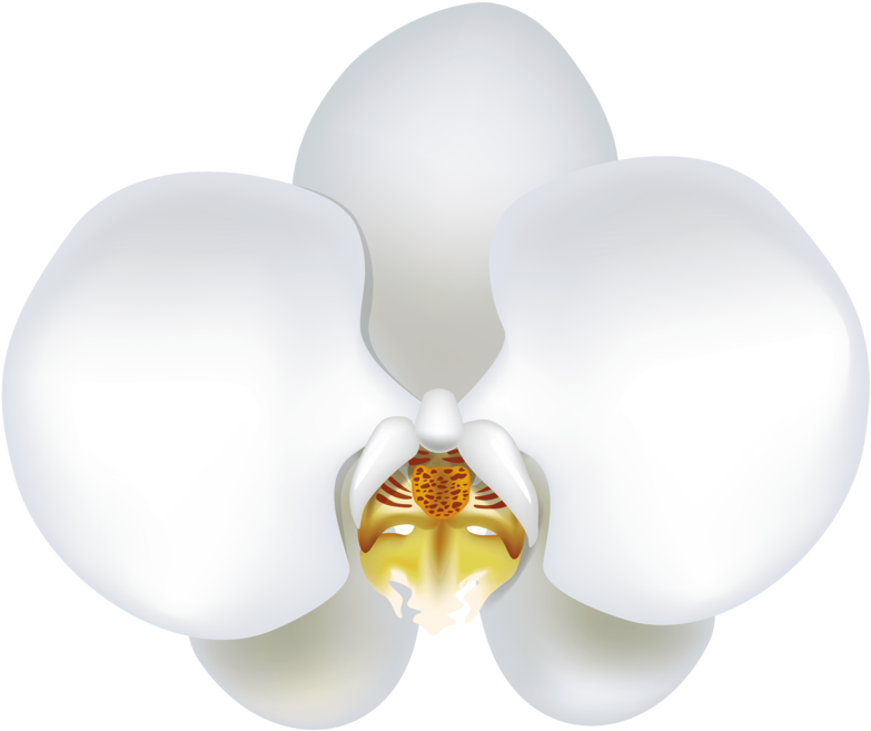 White-orchid - Vector White Orchid Png, Transparent Png PNG with transparent background