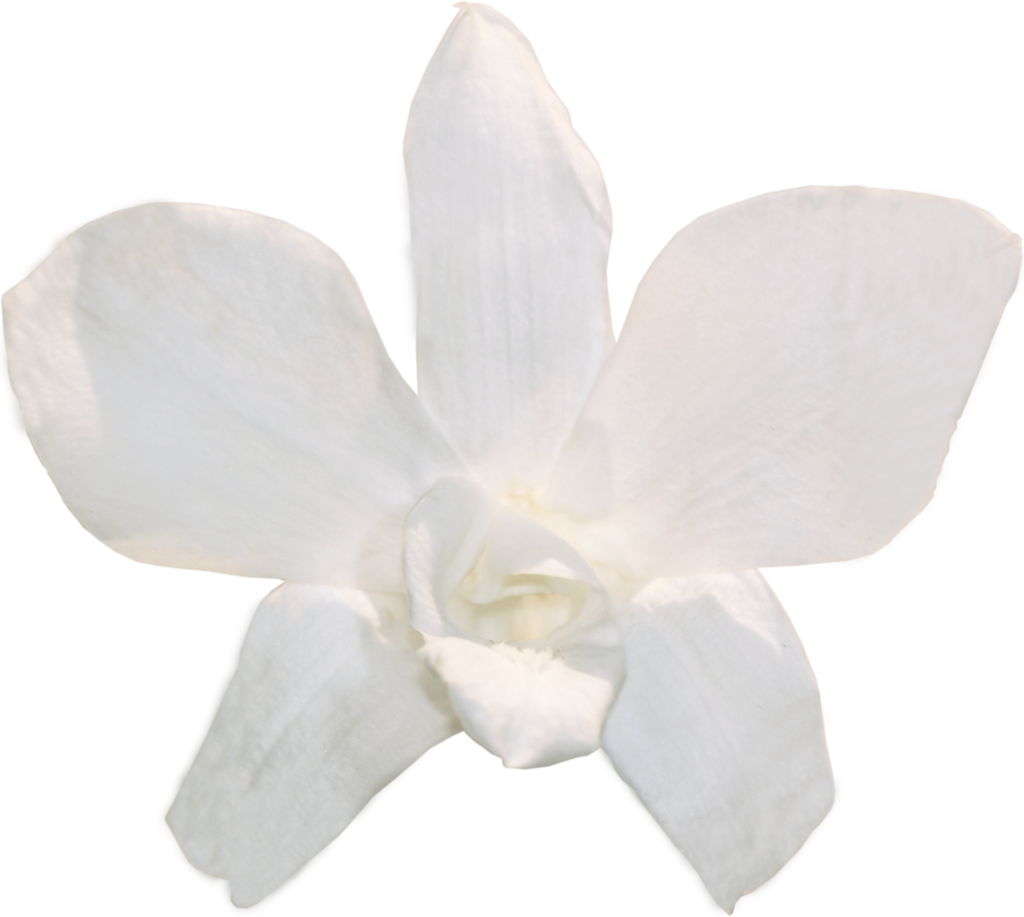 White Orchid Flower Isolated Background