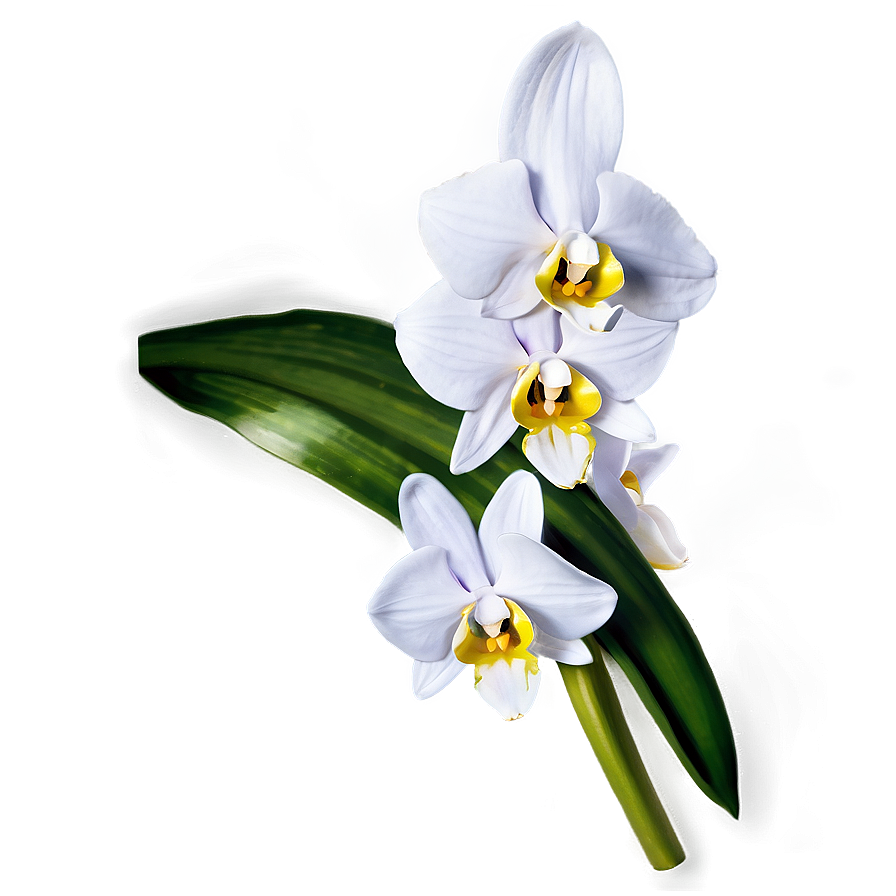 White Orchid Flower Png 90