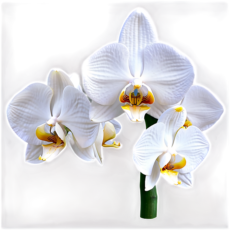 White Orchid Flower Png Fll53