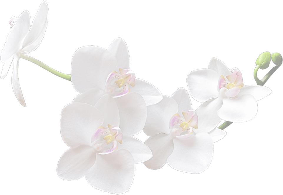 White Orchid Flowers Transparent Background