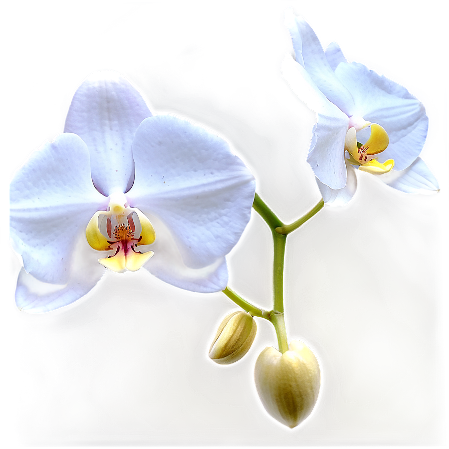 White Orchid PNG 05242024 PNG with transparent background