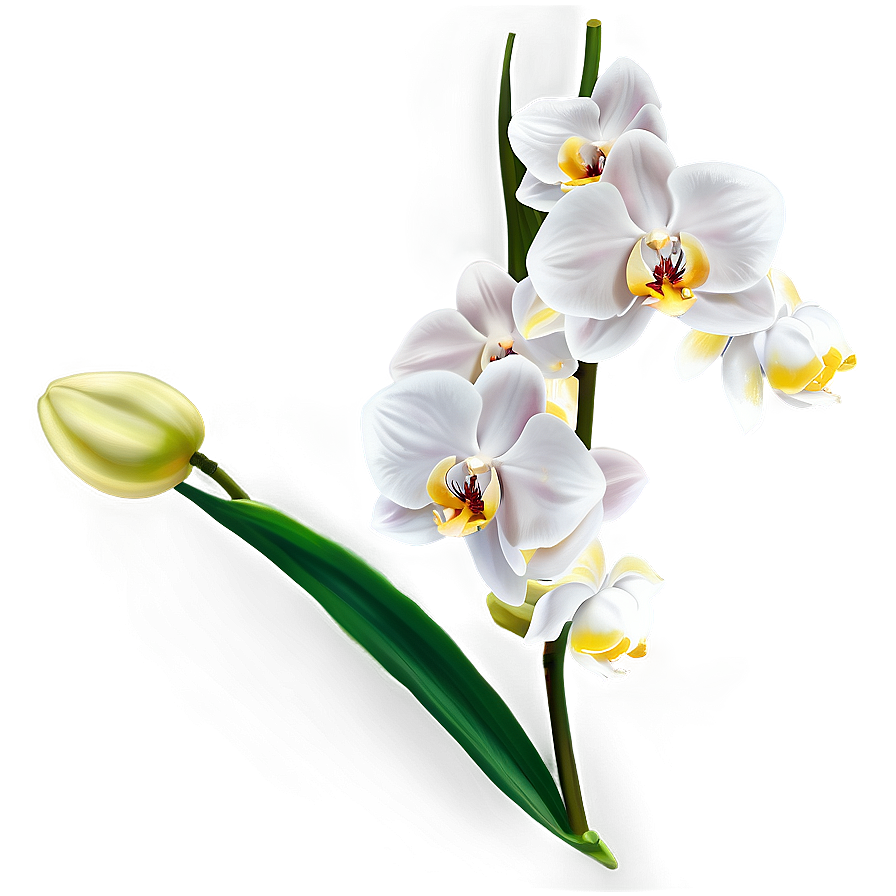 White Orchid PNG bab74 PNG with transparent background