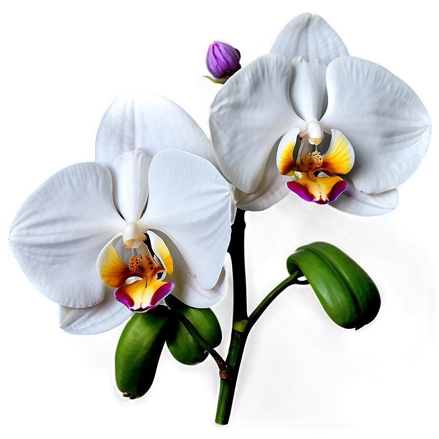 White Orchid PNG dxu PNG with transparent background
