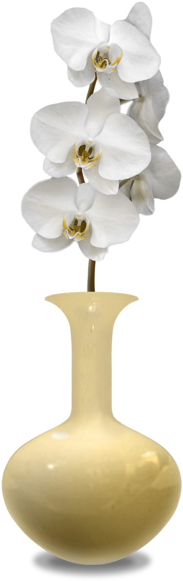 White Orchidsin Yellow Vase