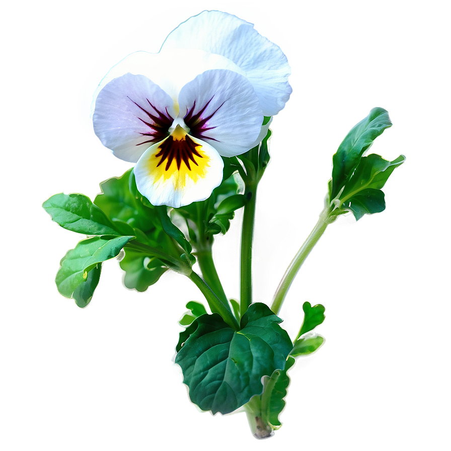 White Pansy Png Xro61