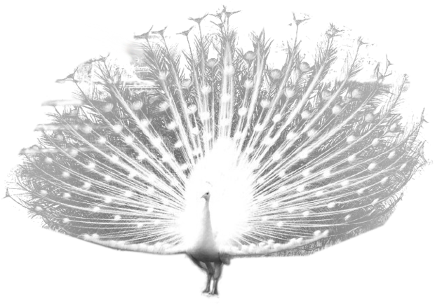 White Peacock Displaying Feathers