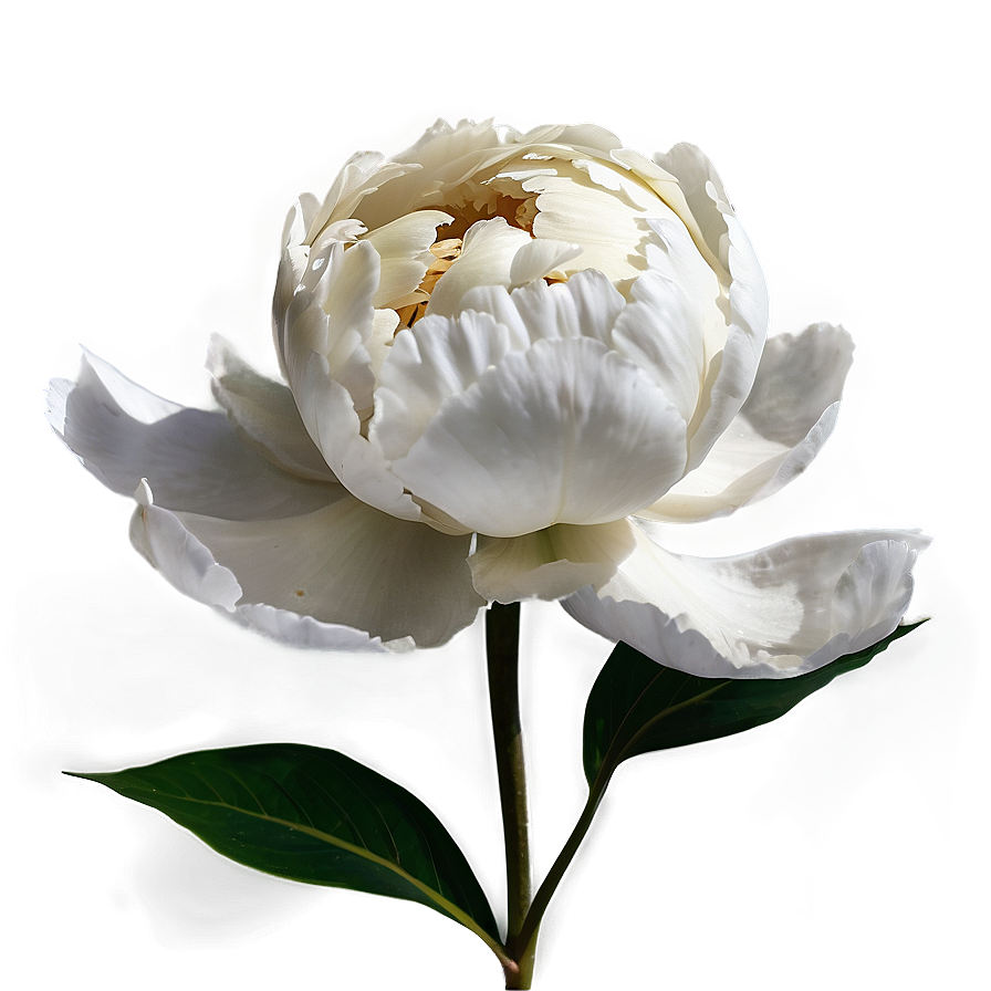 White Peony Flower Png Uht79