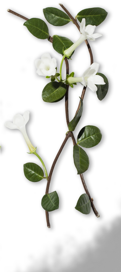 Periwinkle, HD Png Download PNG with transparent background
