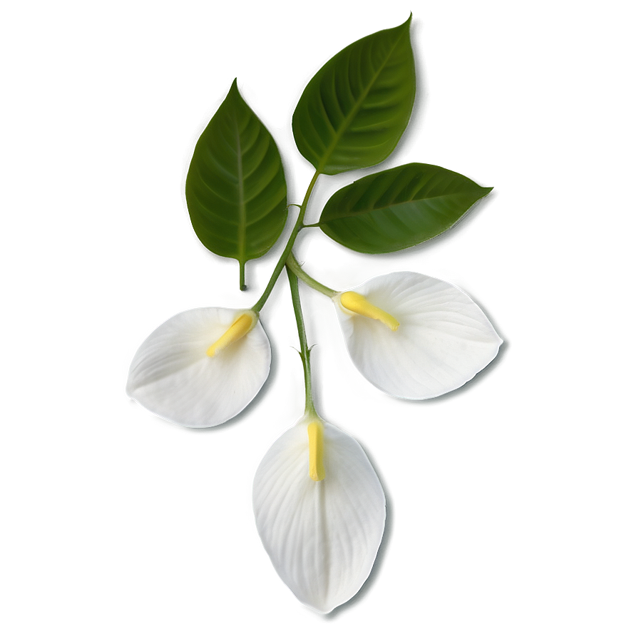 White Petals Png Gnh1