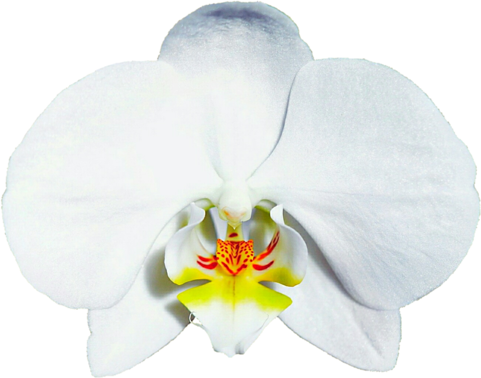 Bridal White Orchid By Jeanicebartzen - Moth Orchid, HD Png Download PNG with transparent background