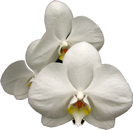 White Phalaenopsis Orchid Bloom