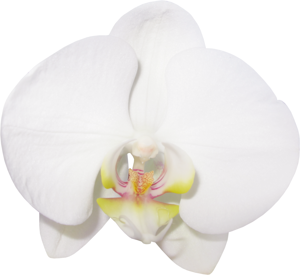 White Phalaenopsis Orchid