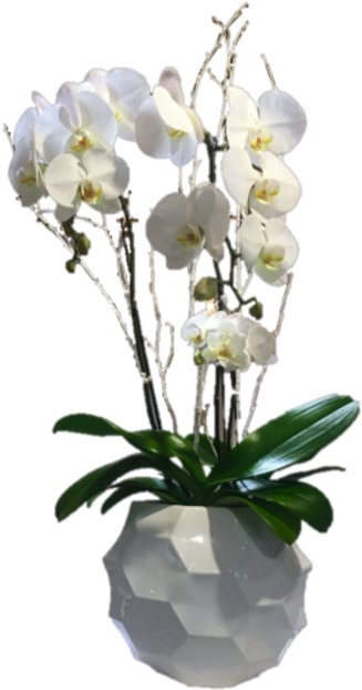 White Phalaenopsis Orchid Pot