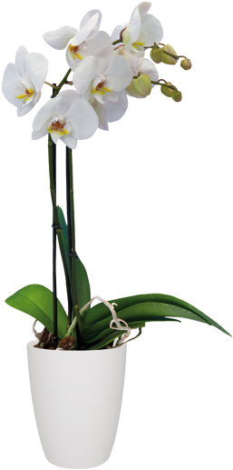 White Phalaenopsis Orchid Potted Plant