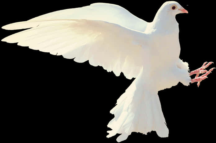 White Pigeon In Flight