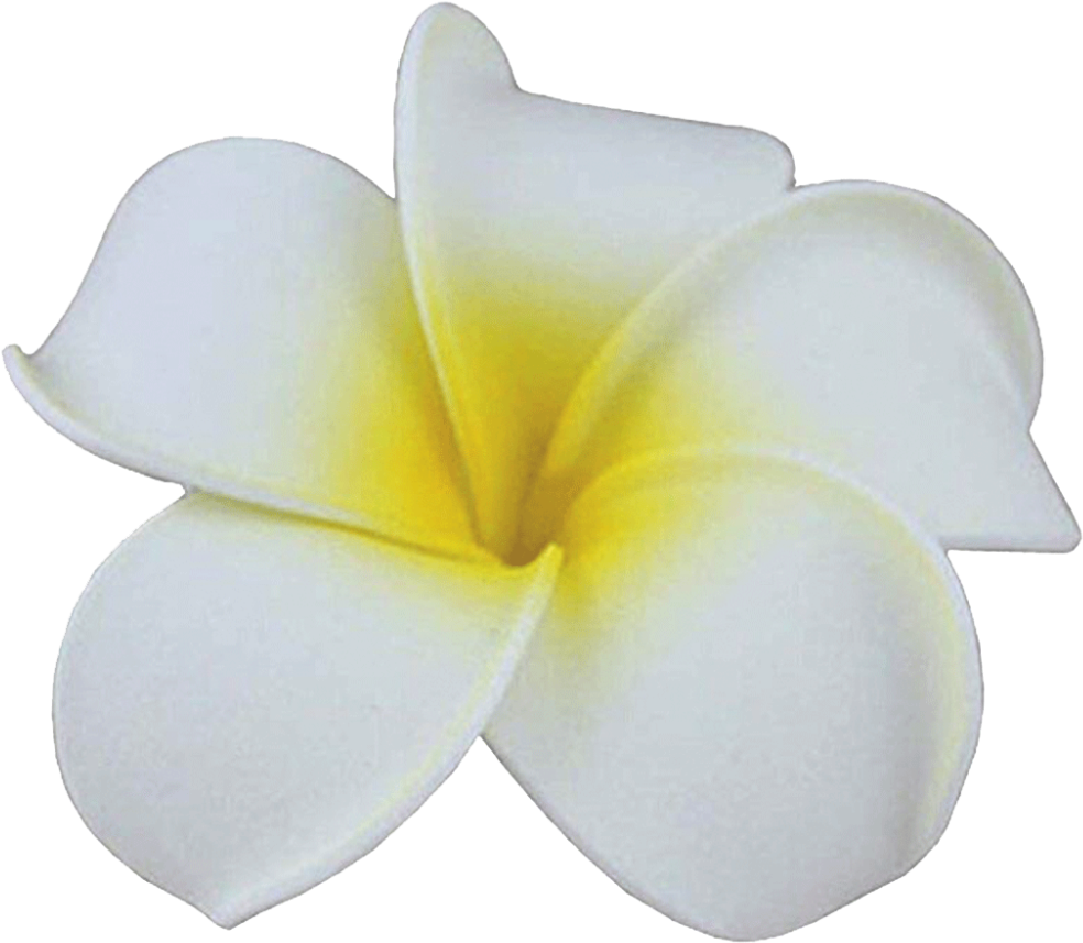 White Plumeria Flower Isolated PNG with transparent background