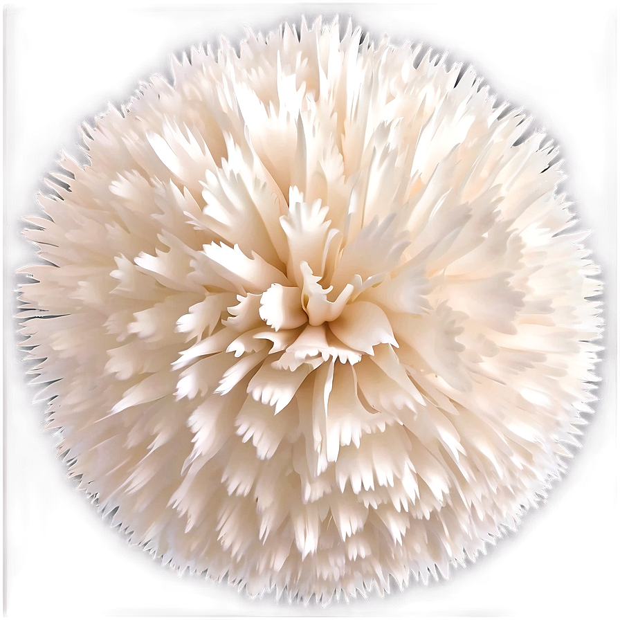 White Pom Poms Png 06132024