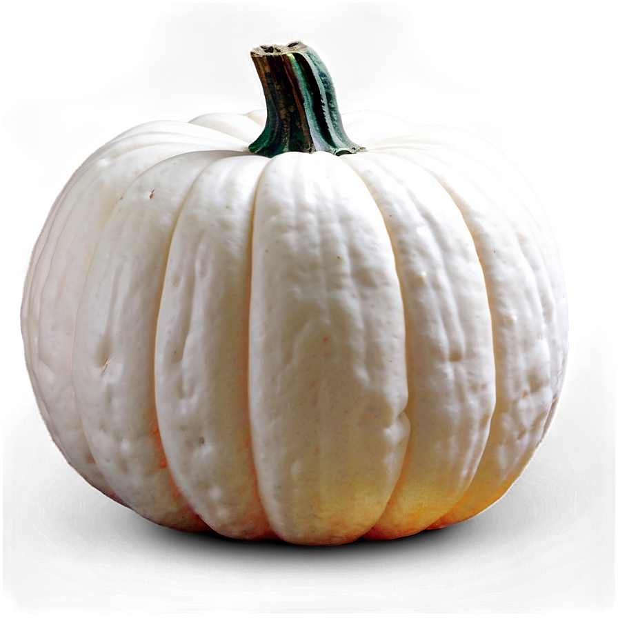 White Pumpkin Display Png 06212024