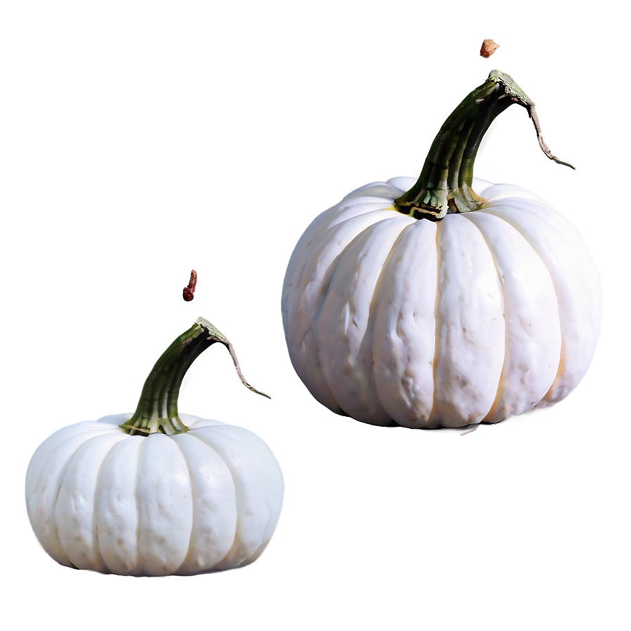 White Pumpkin Drawing Png 06212024