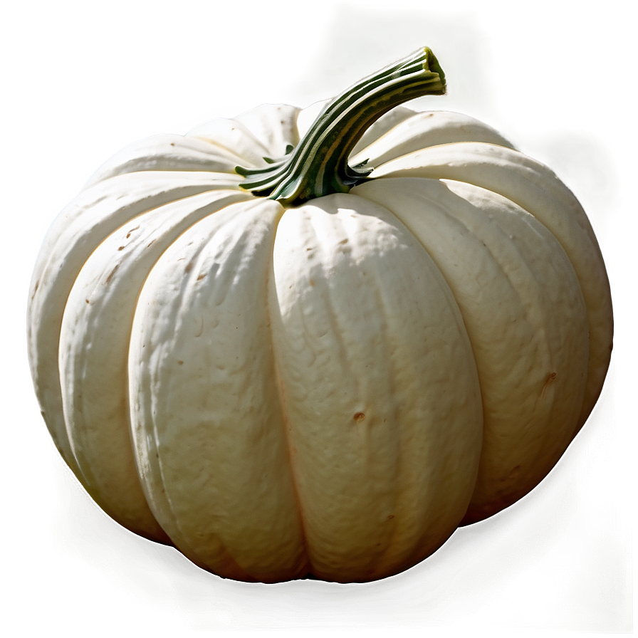 White Pumpkin On Vine Png 06212024