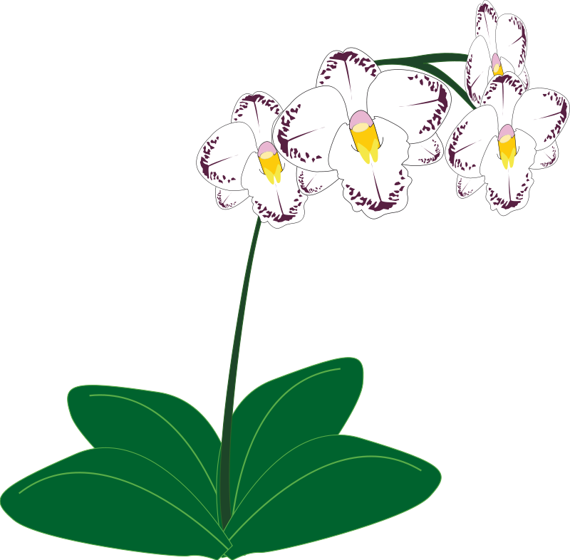 White Purple Orchid Illustration