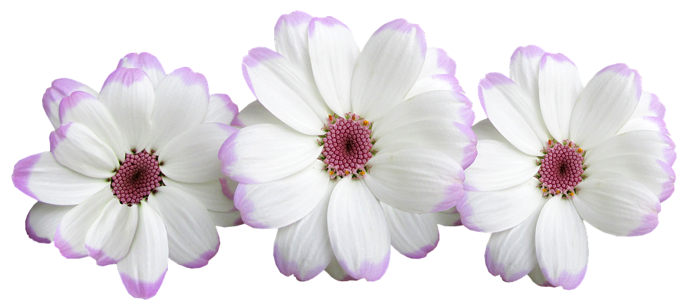 White Purple Tipped Daisy Flowers