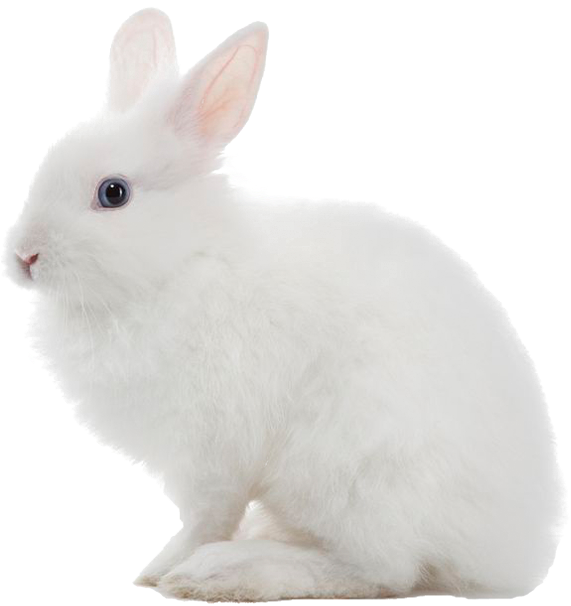 White Rabbit Profile View