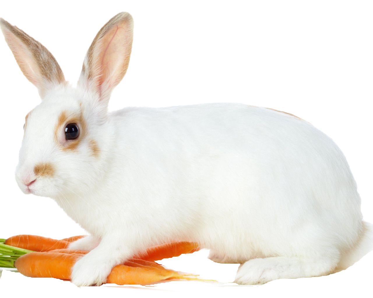 White Rabbit With Carrots.png