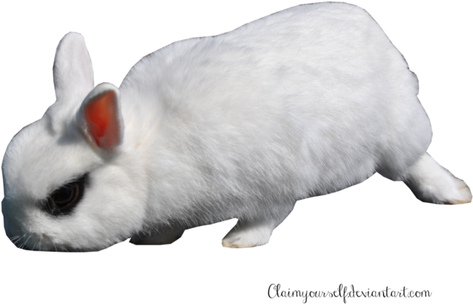 White Rabbitwith Red Ear