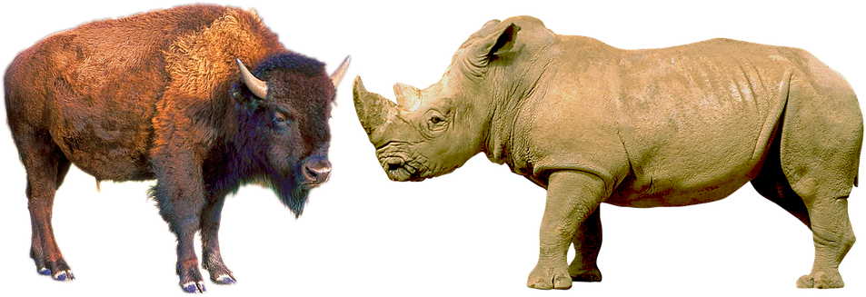 White Rhinoceros, HD Png Download PNG with transparent background