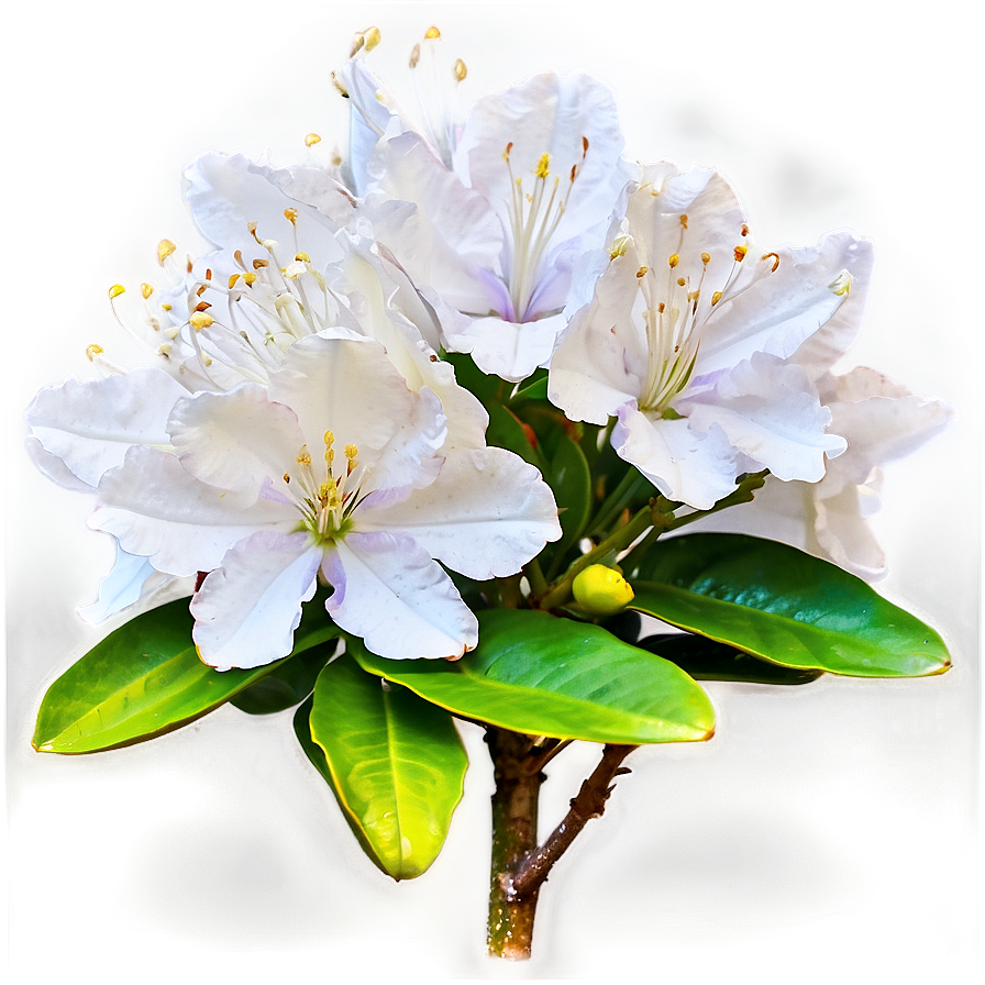 White Rhododendron Png Xsb35