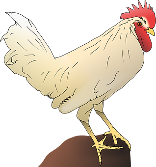 White Rooster Illustration PNG with transparent background