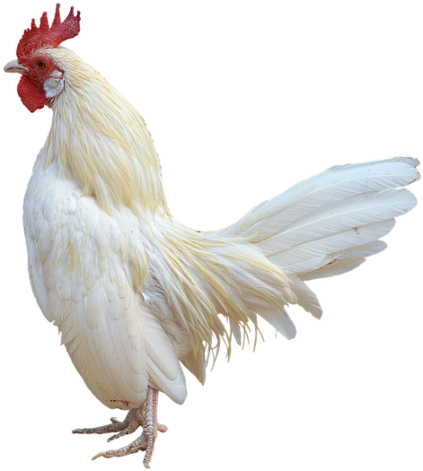 White Rooster Profile