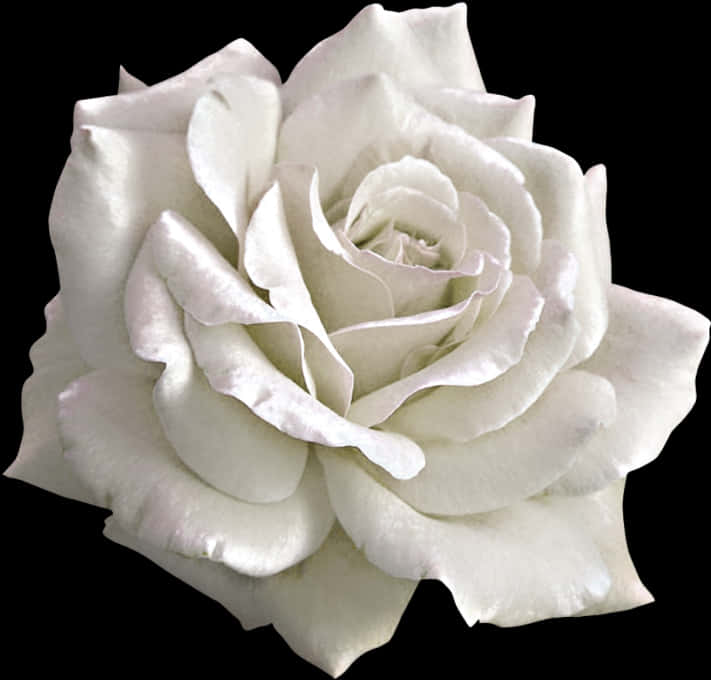 White Rose Black Background PNG with transparent background